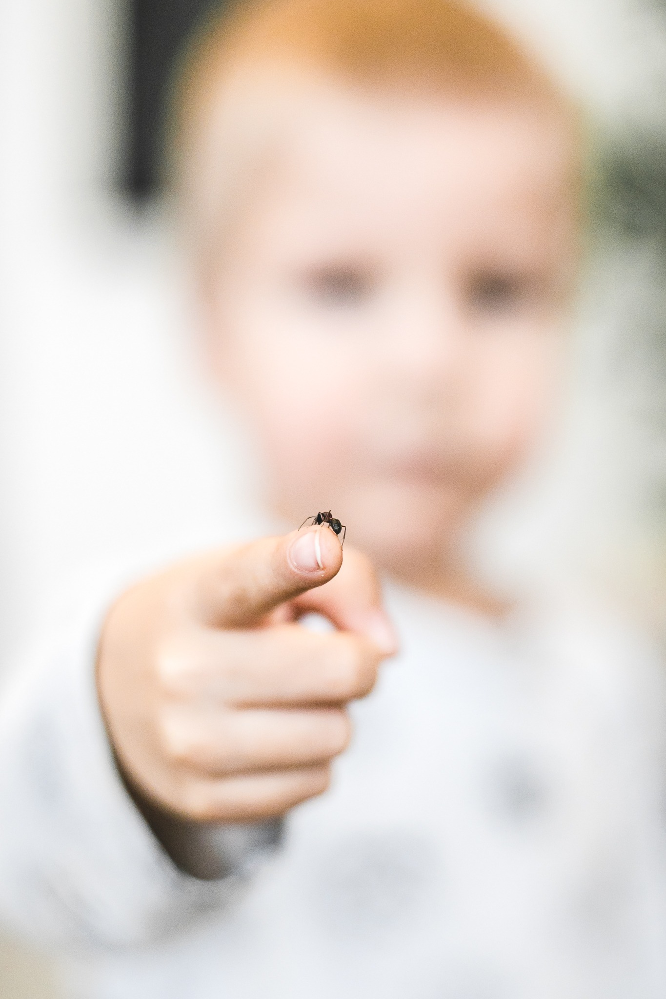 Muurahaisten luonnonmukainen torjunta sisätiloissa