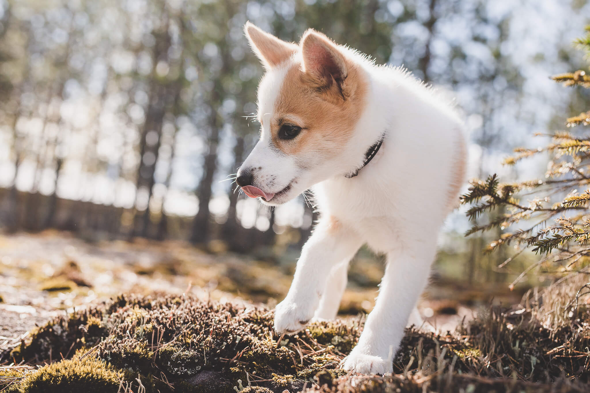 Kodin siivous koirataloudessa